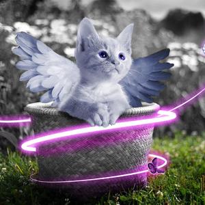 激情视频在线观看2019最新
